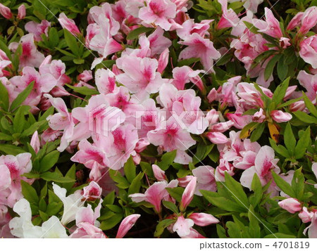 Spring flowers, azalea 4701819