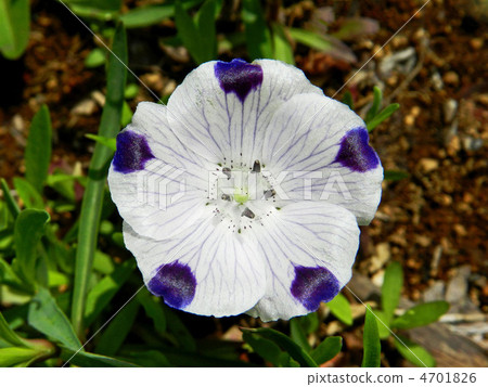 喜林草 喜林草 4701826