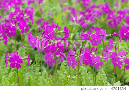 Japanese cherry tree plant 4701834