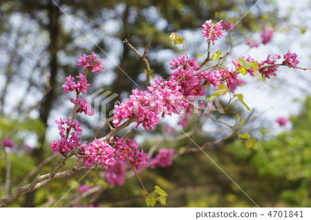 Hanazu Ow Hanazu Ow 4701841