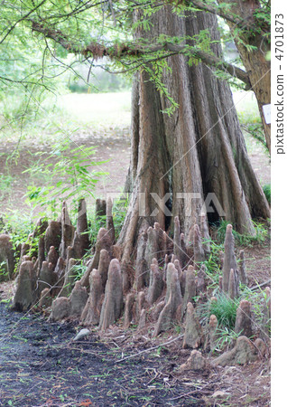 Tree root 4701873