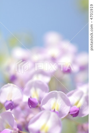 Up flower of Nagafuji in full bloom with blue sky as background Up flower of Nagafuji in full bloom with blue sky as background 4701919