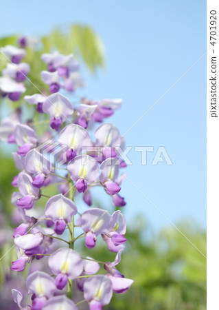 Natural flowers in full bloom with blue sky and green background 4701920