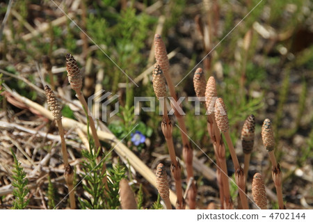 Tsukushi telling spring 4702144
