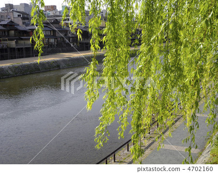 Weeping weep at Kamogawa Weeping weep at Kamogawa 4702160