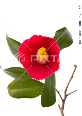 山茶花 山茶花 4702330