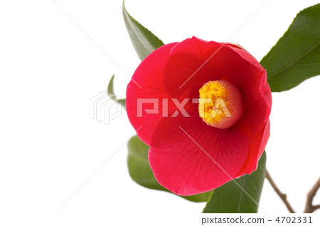 Camellia flower Camellia flower 4702331
