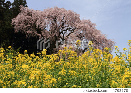 Weeping cherry blossoms at the battlefield 4702378