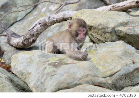 Japanese monkey from Kokushima 4702380