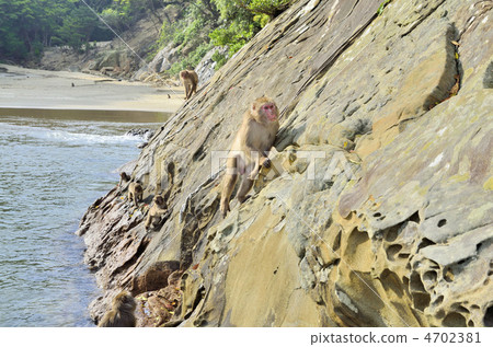 Kokushima猴子棲息地 4702381