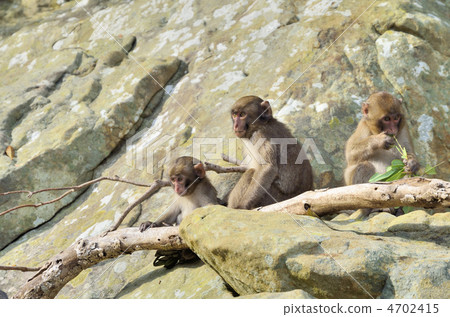 Kokushima的親子猴 Kokushima的親子猴 4702415