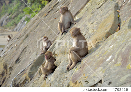 Kokushima monkey habitat 4702416
