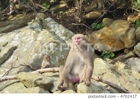 Japanese monkey from Kokushima 4702417
