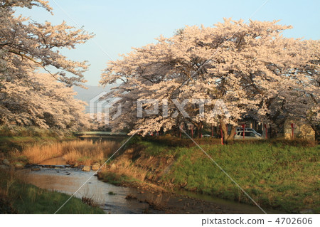 Sasahara河的Senbonzakura 4702606