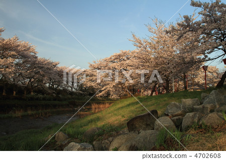 Senbonzakura of Sasahara River 4702608