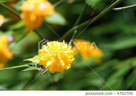 Yamabuki花 4702700