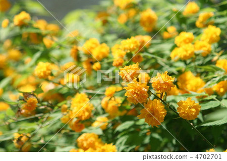 Yae Yama Baki Yae Yama Baki 4702701