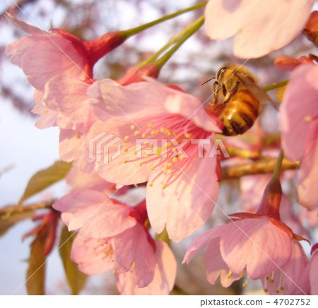 Temporary early spring 4702752