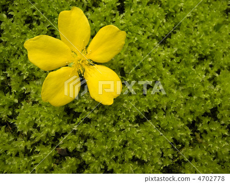 Yamaboki flowers and moss Yamaboki flowers and moss 4702778