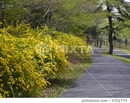 Yamabuki's blooming road 4702779