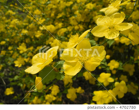 Yamaboki Yamaboki 4702780