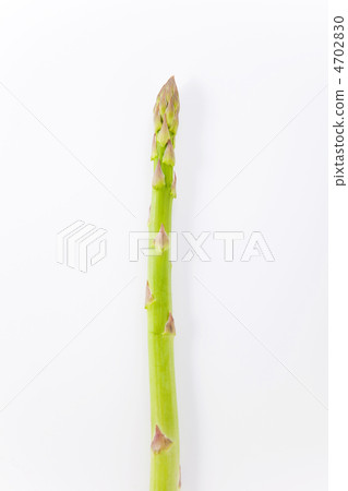 蘆筍 4702830