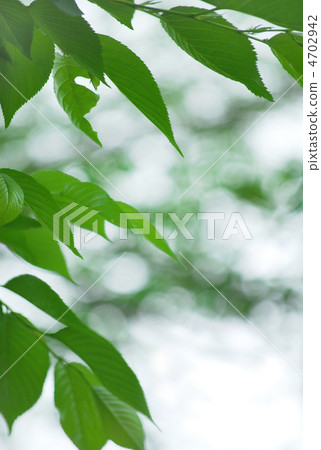 Fresh green wrapped in gentle light through sunlight 4702942