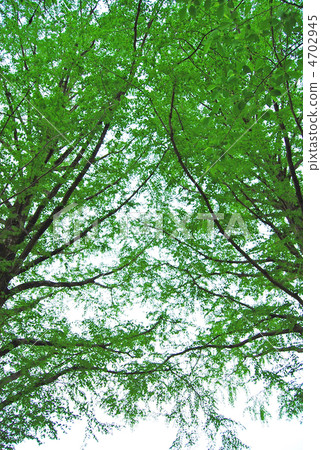 Metasequoia Namiki 4702945