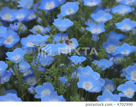 A bee playing in a flower garden of Nemophila 4702990