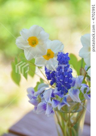 Spring flower  4702991