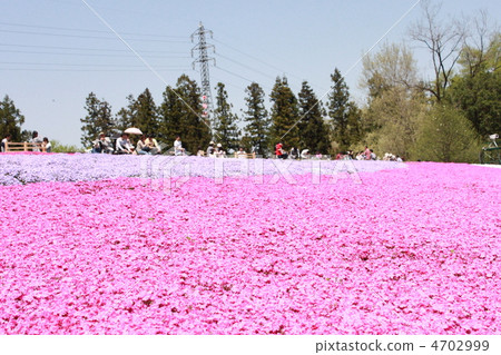 Shiba櫻花盛開和遊客 Shiba櫻花盛開和遊客 4702999