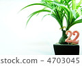 Foliage plant  4703045