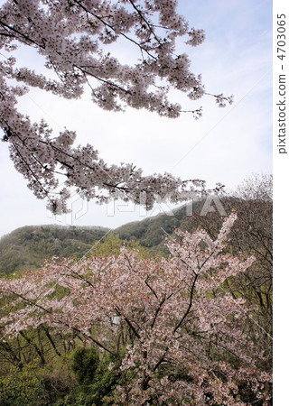Mountain laugh 4703065