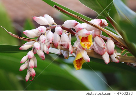 Ghetto flowers 4703223