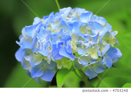 繡球 4703248