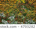 花 4703282