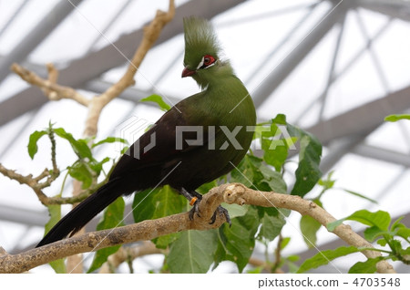 幾內亞Eboshidori 4703548