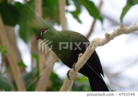 Guinea Eboshidori 4703549