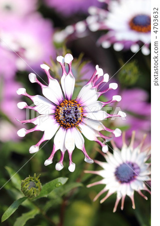 Osteopoulmum flowers Osteopoulmum flowers 4703632