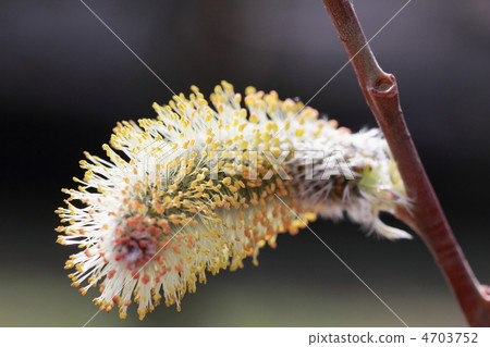 Feline flower flower 4703752