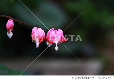 Kemansou, also known as tightspeare Kemansou, also known as tightspeare 4703756