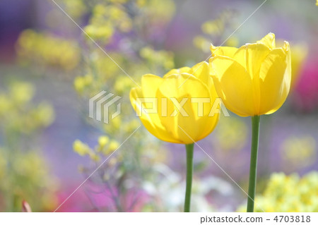 與黃色花的黃色鬱金香備份 4703818
