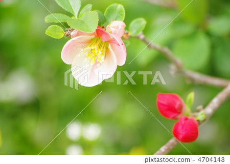 Blurred flowers 4704148