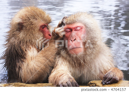 Monkey of Jigokudani hot spring 5 Monkey of Jigokudani hot spring 5 4704157