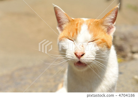 Nyanko 4704186