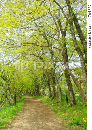 Fresh green path Fresh green path 4704282