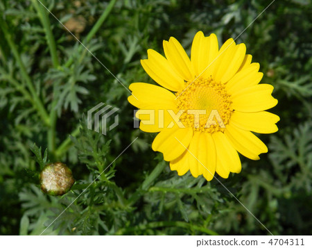 Flowering flowers of chrysanthemums (standing) 4704311