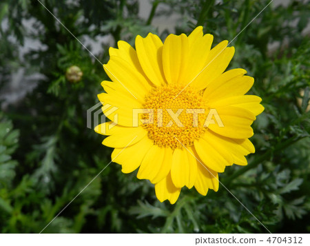 Flowering flowers of chrysanthemums (standing) Flowering flowers of chrysanthemums (standing) 4704312