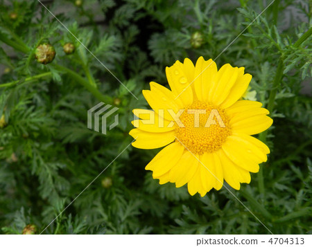 開花的菊花（站立） 4704313