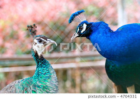 孔雀夫婦 孔雀夫婦 4704331